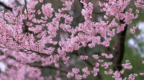 1920x1080 1920x1080 Pink Nature Flowers Trees Petals Sakura