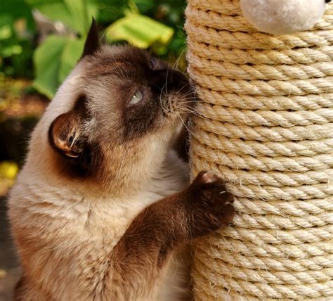 Razones Por Las Que Tener Un Rascador Para Gatos Hogarmania Chegospl