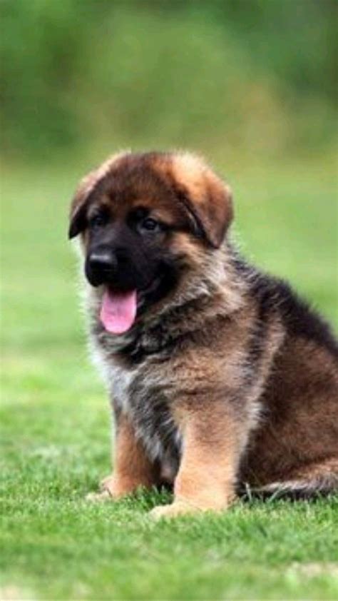 Shiloh Shepherd Dog Breed Info Pictures Traits Puppies Facts Artofit