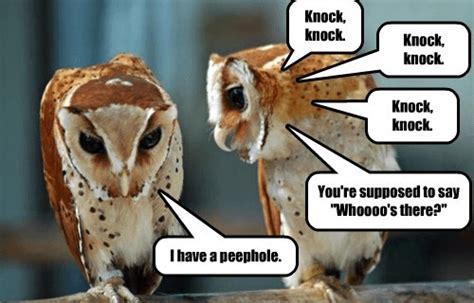 Care For Some Owl Jokes To Have A Dose Of Humor Tonight