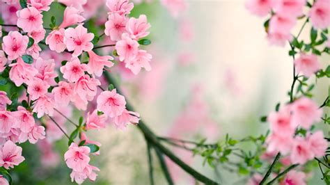 Nature Spring Free Desktop Wallpapers For Widescreen Hd And Mobile