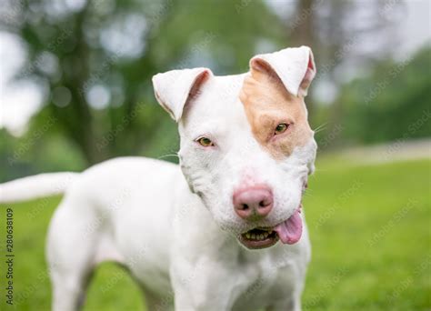 What Is A Pit Bull Terrier Mix