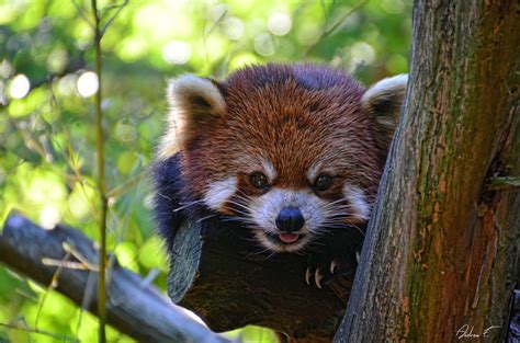 Red Panda By Andrea Everhard 500px