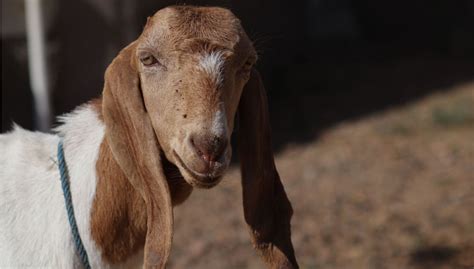 18 Long Eared Goat Breeds The Happy Chicken Coop