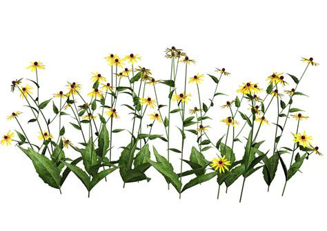 Wildflower Clipart Free 10 Free Cliparts Download Images On