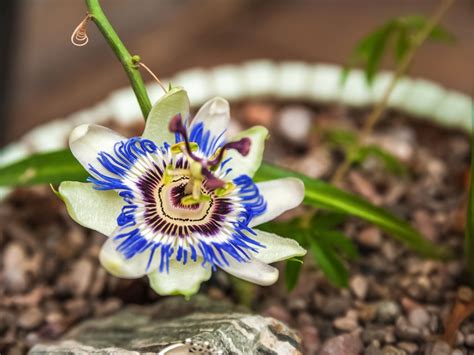 Learn How To Grow Passion Flower Vine Houseplants