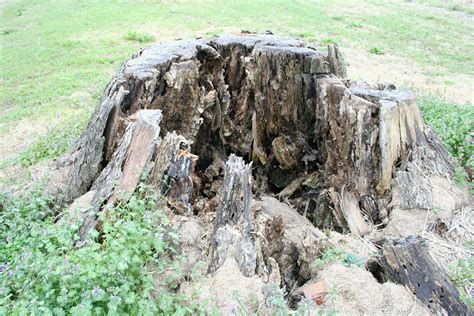 Free Stock Photo Of Rotten Tree Stump