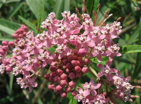 We did not find results for: Rensselaer Adventures: Swamp milkweed