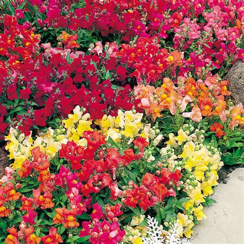 We did not find results for: Antirrhinum Magic Carpet Mix Seeds