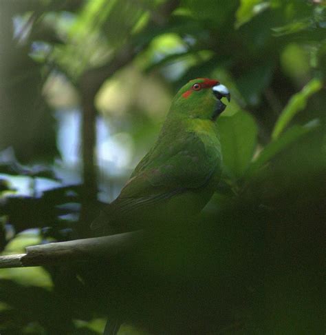 Red Crowned Parakeet Kākāriki New Zealand Birds Online