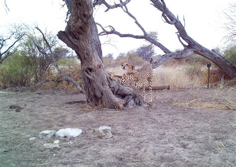 Cheetah News: Cheetah Play Trees