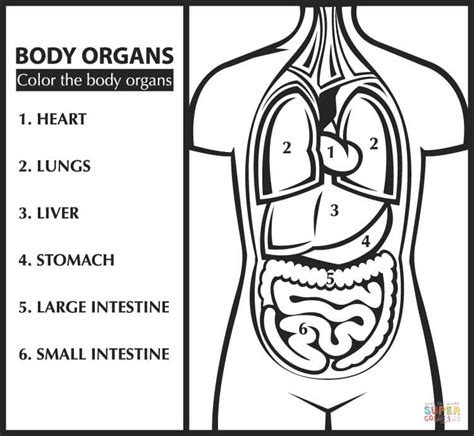 Color The Body Organs Learn English Coloring Page Free Printable