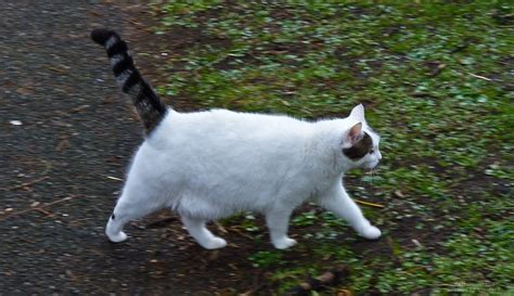 The Tale Your Cats Tail Is Telling Adventure Cats