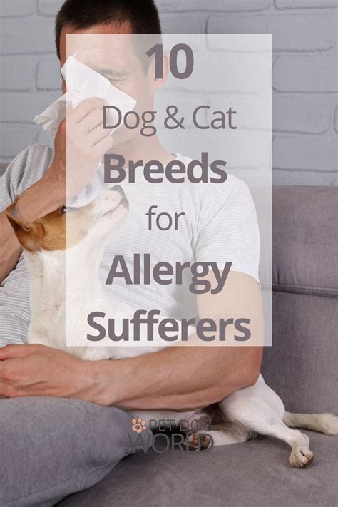 10 Dog And Cat Breeds For Allergy Sufferers Pet Dog World