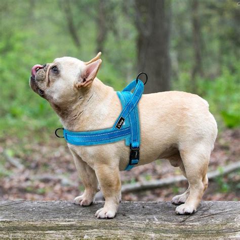 How big do french bulldogs get? Harness or Collar for the French Bulldog- which one is ...