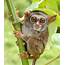 Photos Smiling Tarsier Among New Most Endangered Species
