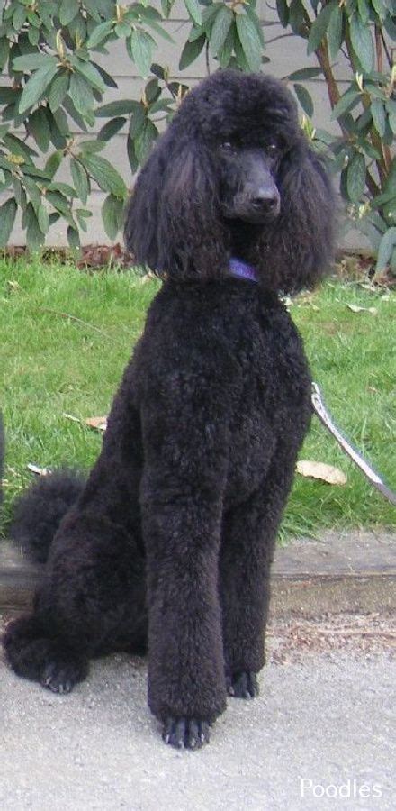 Maybe you would like to learn more about one of these? Standard Poodle Full Grown in 2020 | Poodle puppy ...