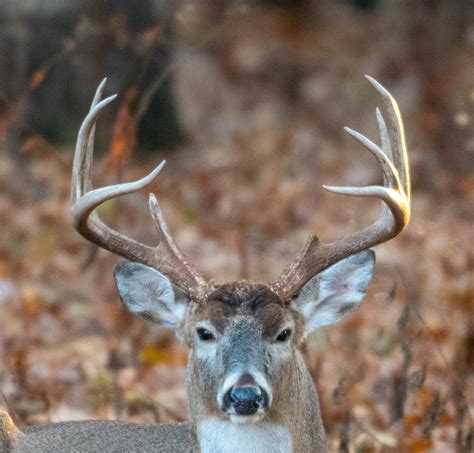 Do Deer Antlers Get Bigger Each Year Proper Hunting