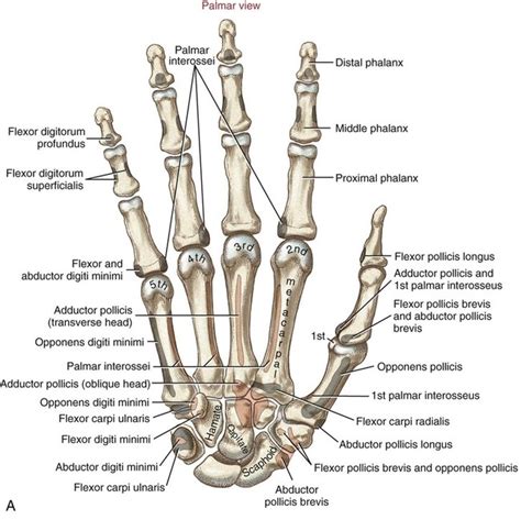 Structure And Function Of The Hand Musculoskeletal Key