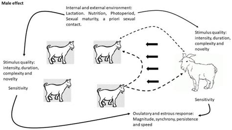 reproduction in small ruminants goats intechopen