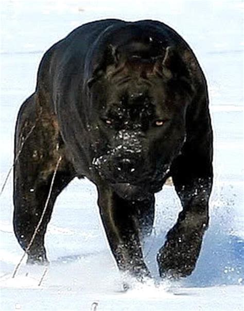 Noble Majestic And Powerful In Presence The Cane Corso Is A Muscular