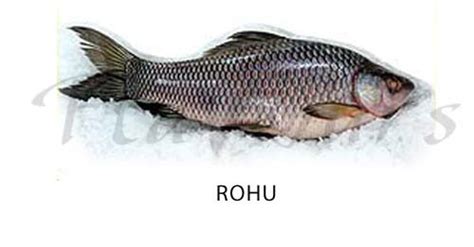 Rohu, indian fish, a species of labeo (q.v.). Rohu Fish Manufacturer & Exporters from Bhubaneswar, India ...