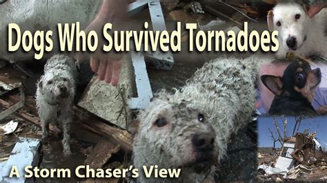Miracle Dogs Survive Deadly Tornadoes Youtube