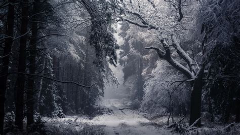 1920x1080 Resolution Winter Path Hd 1080p Laptop Full Hd Wallpaper