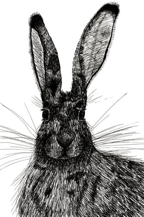 Jack Rabbit By Madisonblon On Etsy 4500 Jack Rabbit Rabbit