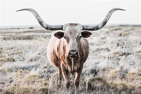 longhorn cattle cow photograph fine art print farmhouse decor wall art pictures of cows rustic