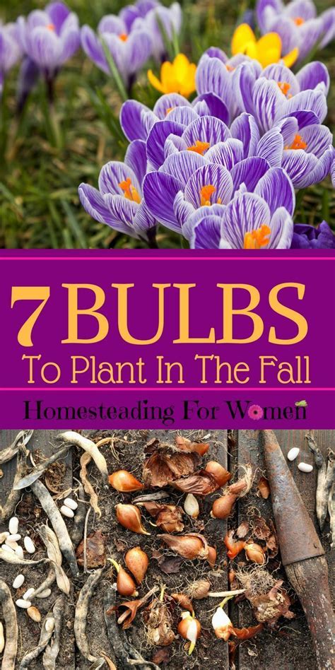 7 Bulbs To Plant In The Fall Fall Plants Planting Bulbs Planting