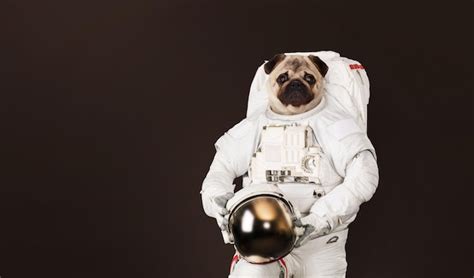 Собака мопс астронавта в космическом костюме со шлемом на темно