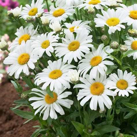 Herfstmargriet Leucanthemum Dwarf Snow Lady Directplant