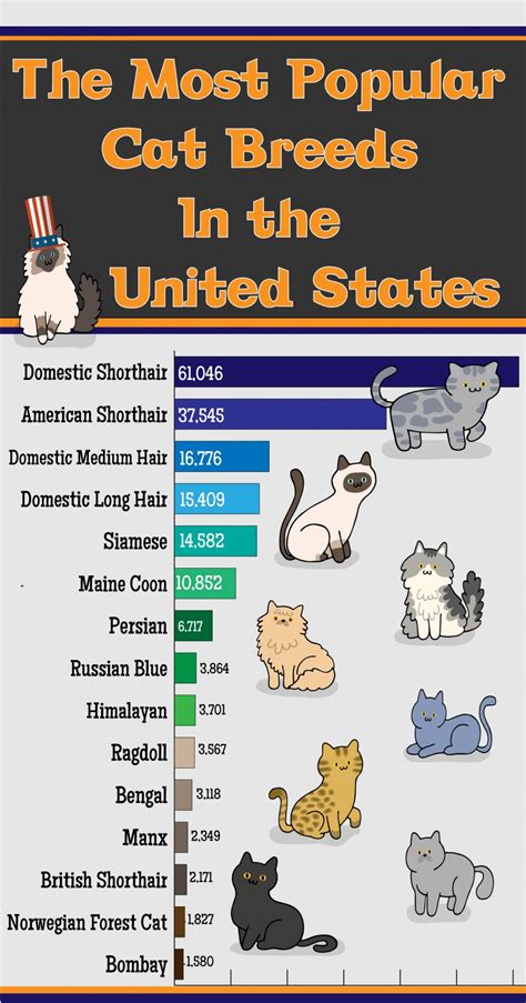The Most Popular Cat Breeds In The Usa Visual Ly Popular Cat Breeds Cat Breeds Most