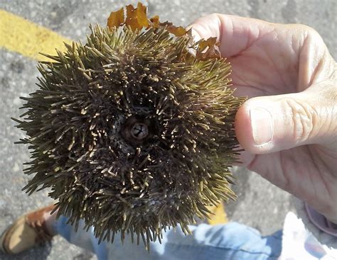 Check spelling or type a new query. animals - What are these round, spiny, puffy, green things ...