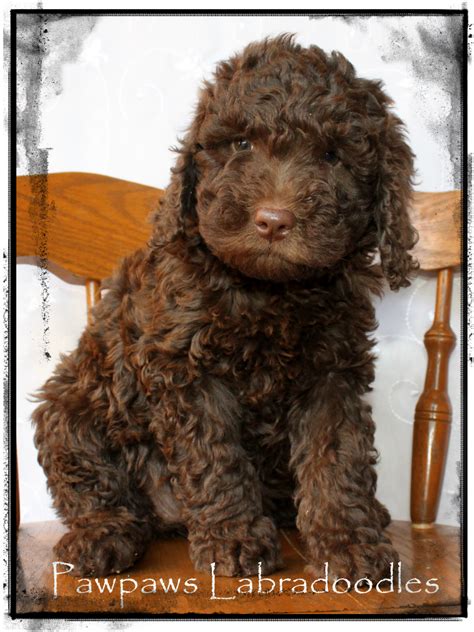 Satin The Perfect Australian Labradoodle In Every Way Australian