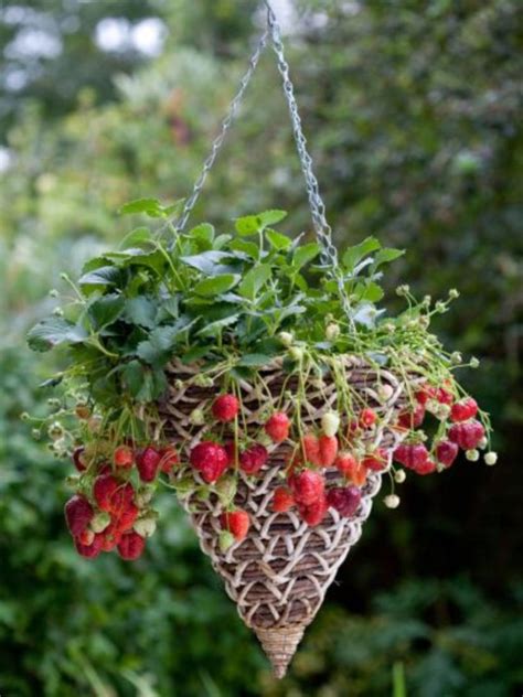 35 Creative Ways To Grow Strawberry At Your Garden ~ Godiygo