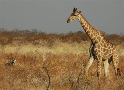 Giraffes Silently Slip Onto The Endangered Species List Smart News