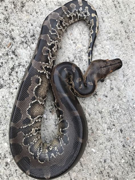 Baby Black Blood Pythons For Sale