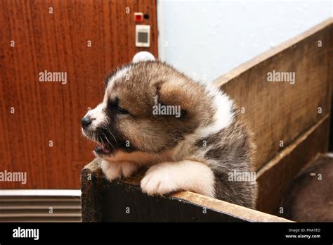 Newborn Akita Inu Puppy Stock Photo Alamy