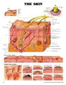 The Skin Teach Learn Anatomical Chart Company 9781587792038