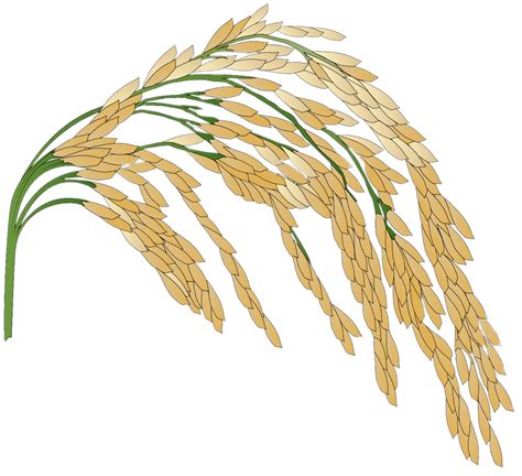 Rice Plant Illustration Icons Png Free Png And Icons Downloads