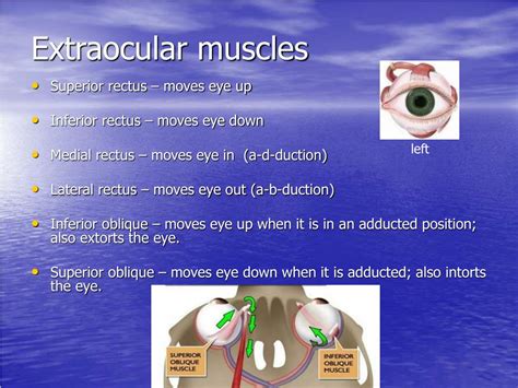 Ppt Eye Movements Powerpoint Presentation Free Download Id3299380