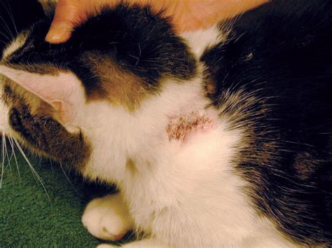 Miliary Dermatitis In Cats Clinical Picture