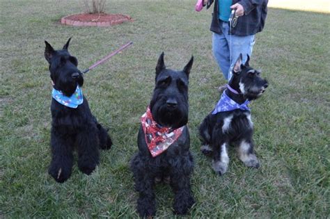 Giant Schnoodle Puppies Nc
