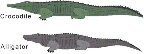 Crocodile Vs Alligator Facts