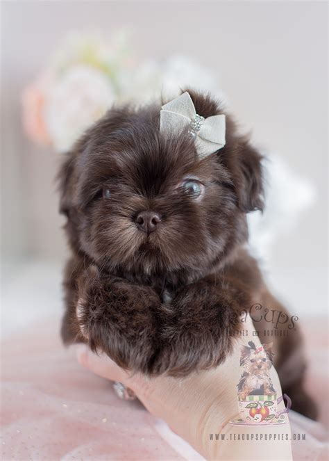 Adorable Little Shih Tzu Puppies For Sale Teacups Puppies And Boutique