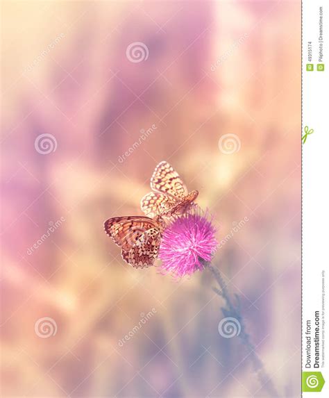 Two Butterflies Sit On Flower Stock Image 121674745