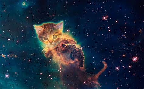 Galaxy Cat Wallpaper Wallpapersafari