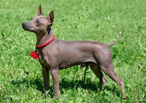 5 Best Hairless Dog Breeds Fur Free Four Footers